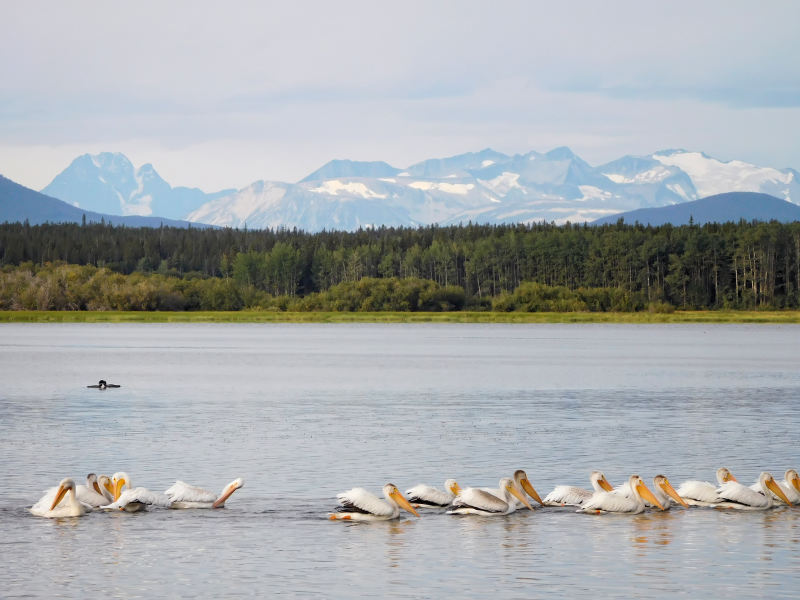 Pelikane auf dem Anahim Lake, zwei Loons im Hintergrund